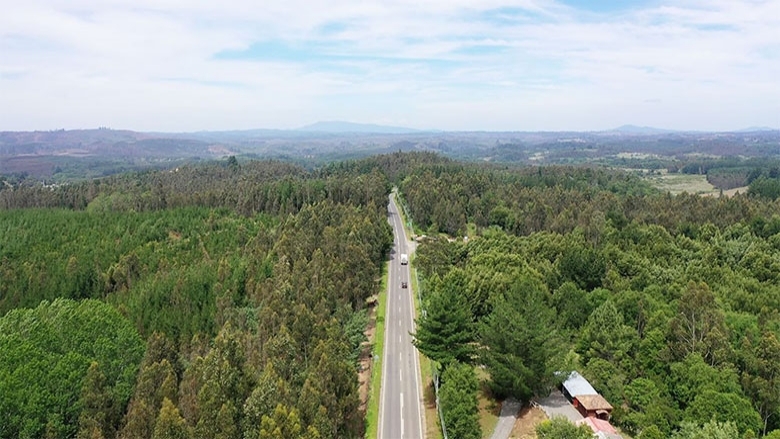 Los bosques respiran profundo y limpian a Chile