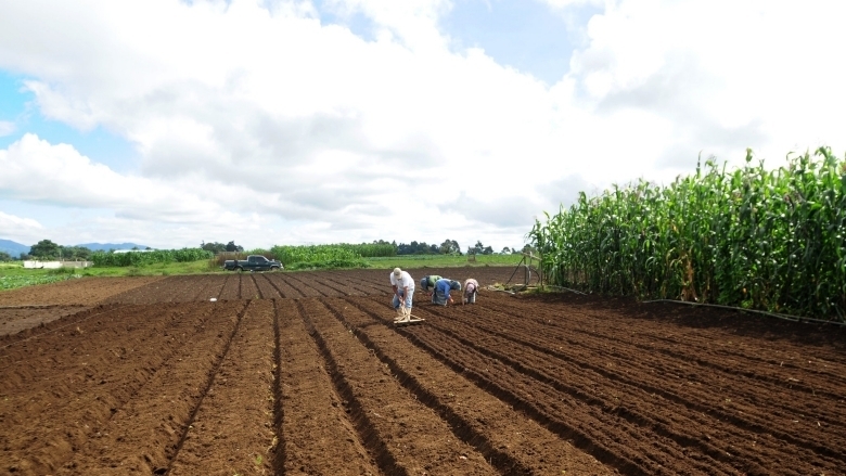 ¿Cuál Es El Futuro De La Agricultura En Un Mundo Pospandemia?